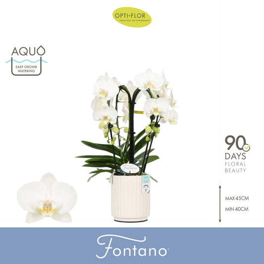 Phalaenopsis white 50cm 12cm Pot