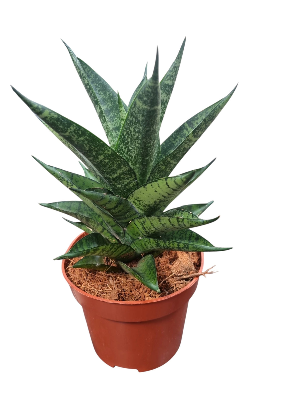 Sansevieria trifasciata 22cm 12cm Pot
