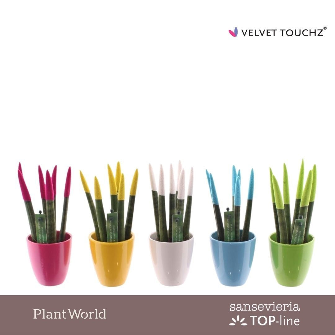 Sansevieria VELVET TOUCHZ 20cm 6cm Pot