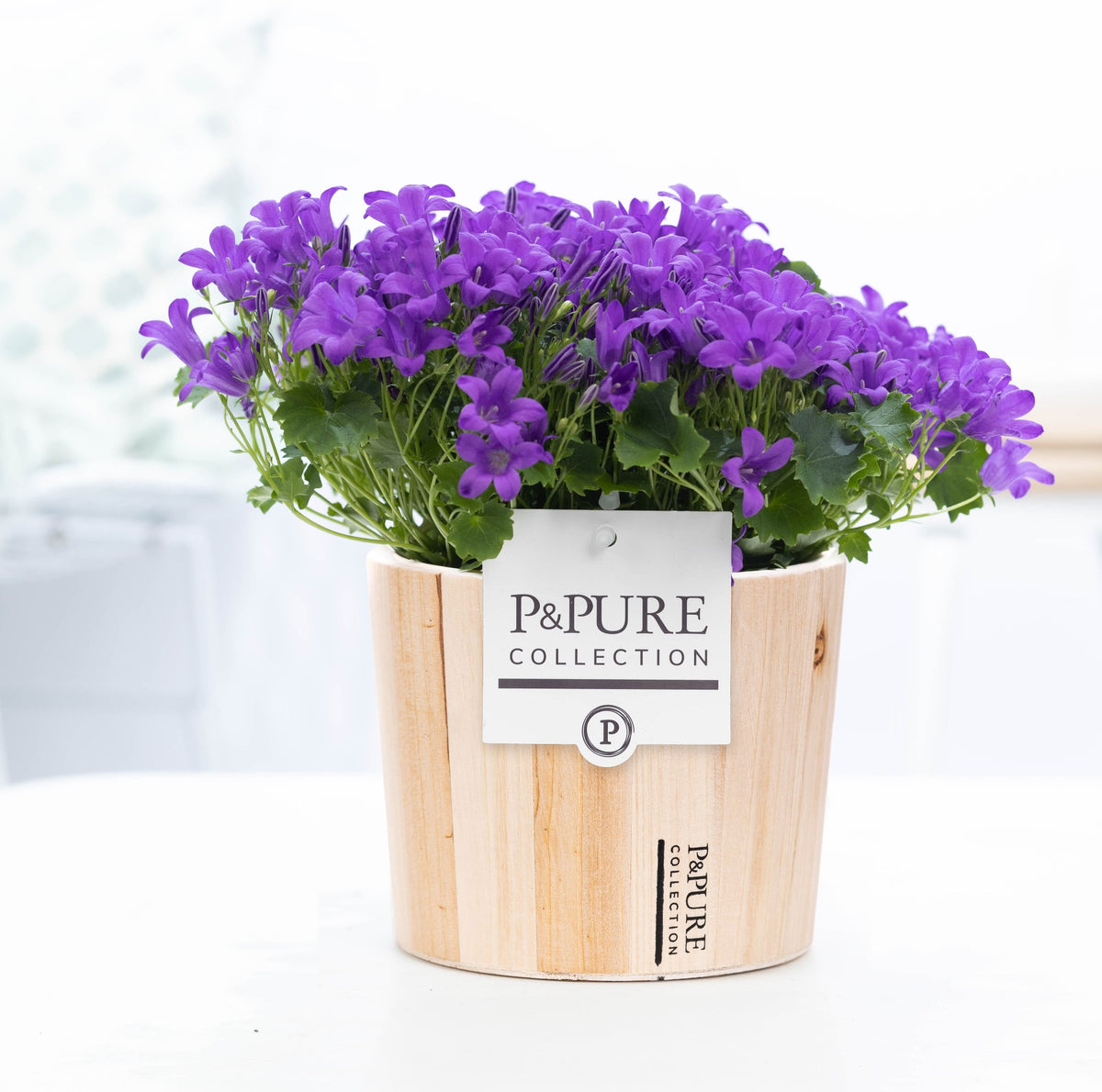 Campanula Porto 17cm 14cm Pot