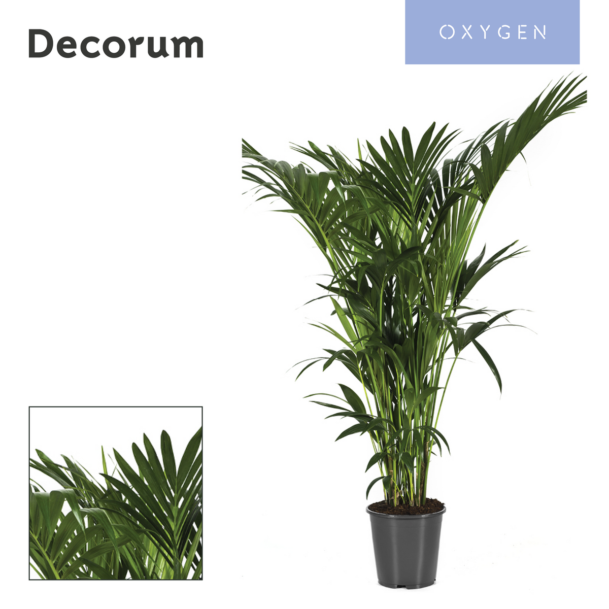 Howea forsteriana 170cm 27cm Pot
