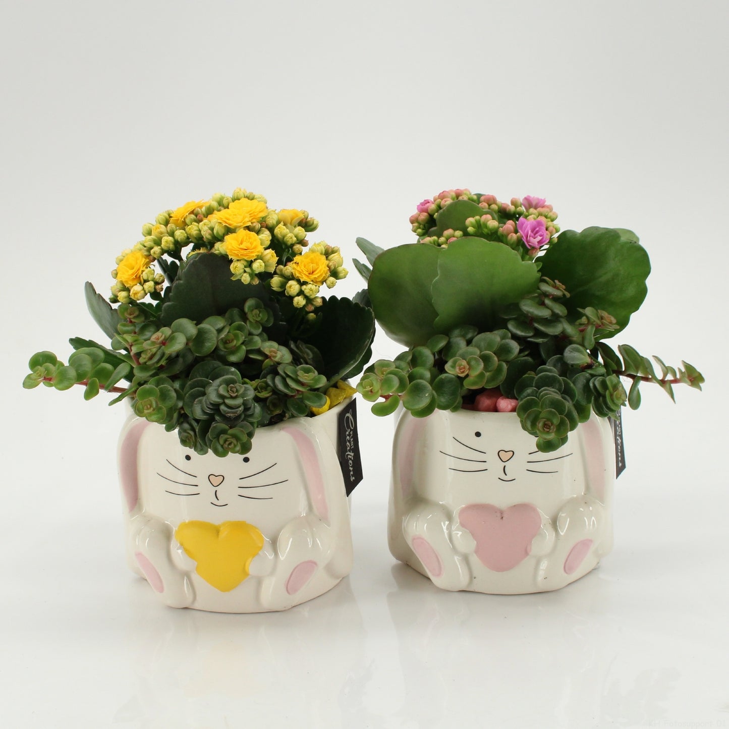 SFCR-2619 Summer Beach 20cm 11cm Pot