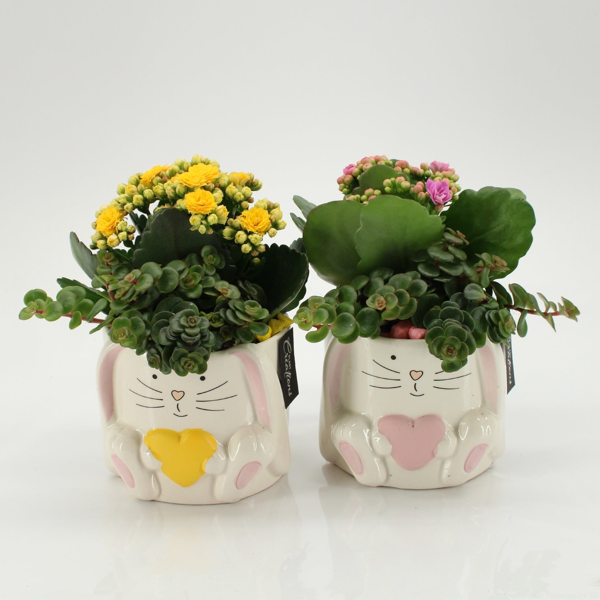SFCR-2619 Summer Beach 20cm 11cm Pot