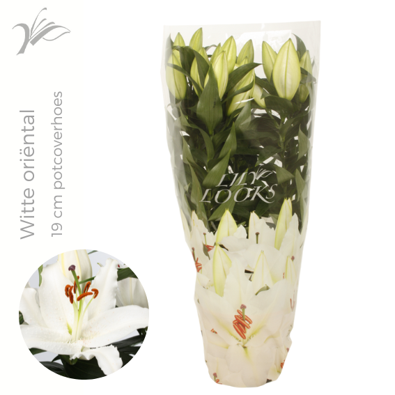Wetering Potlilium BV Lilium Sunny Bahamas Pack of 1