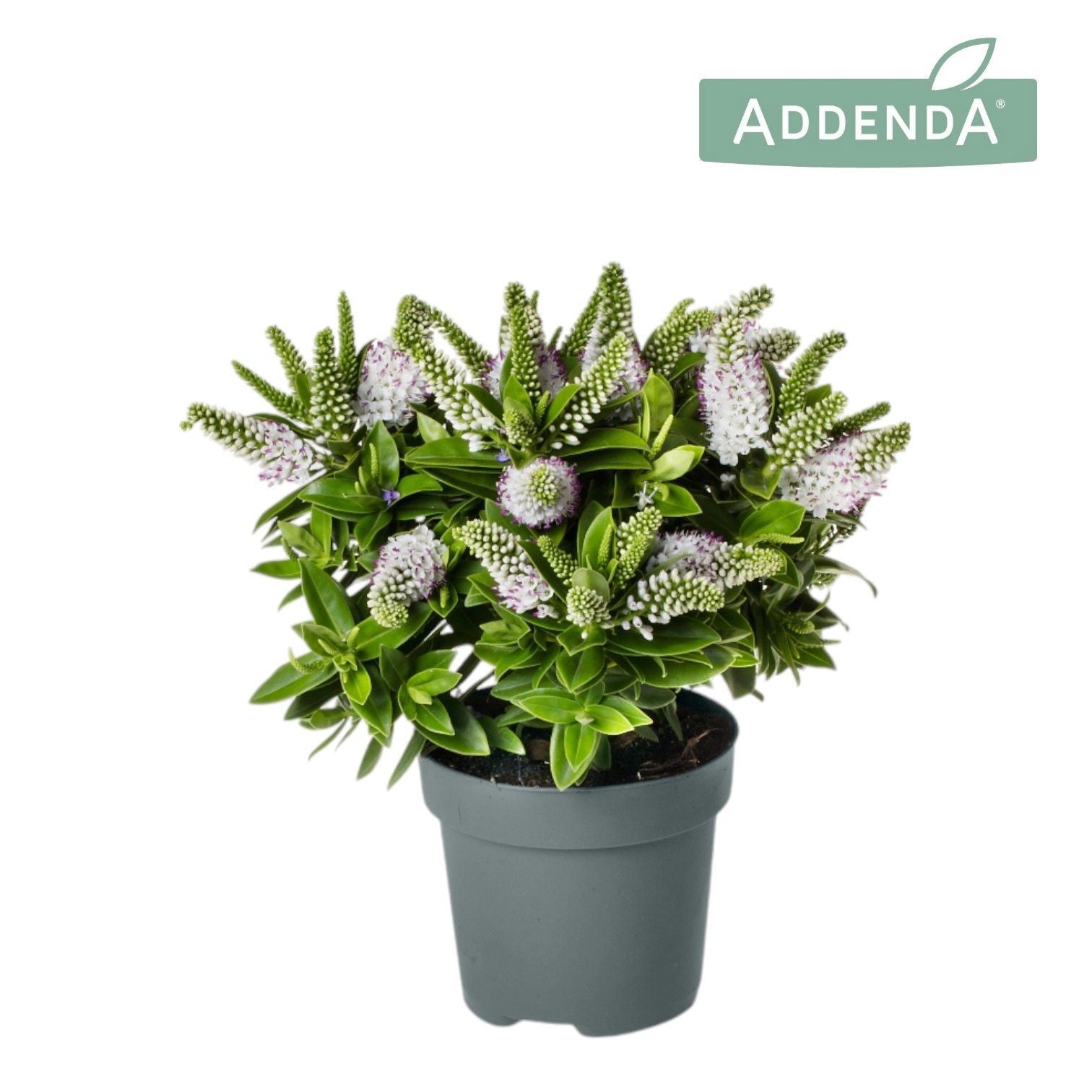 Hebe Hebedonna Jenna 40cm 12cm Pot