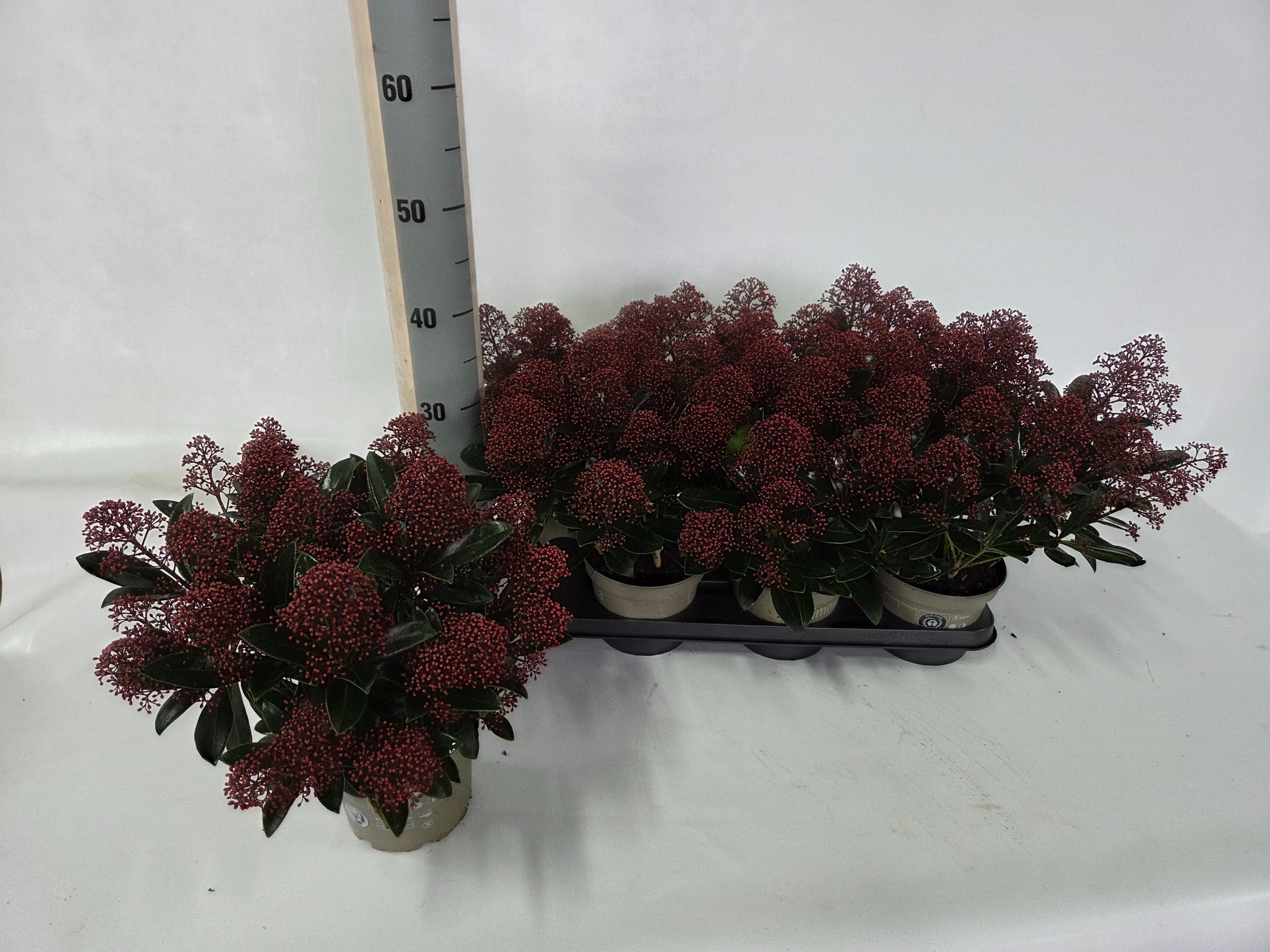 Eijk Skimmia's, Perry van Skimmia japonica Rubella Pack of 6