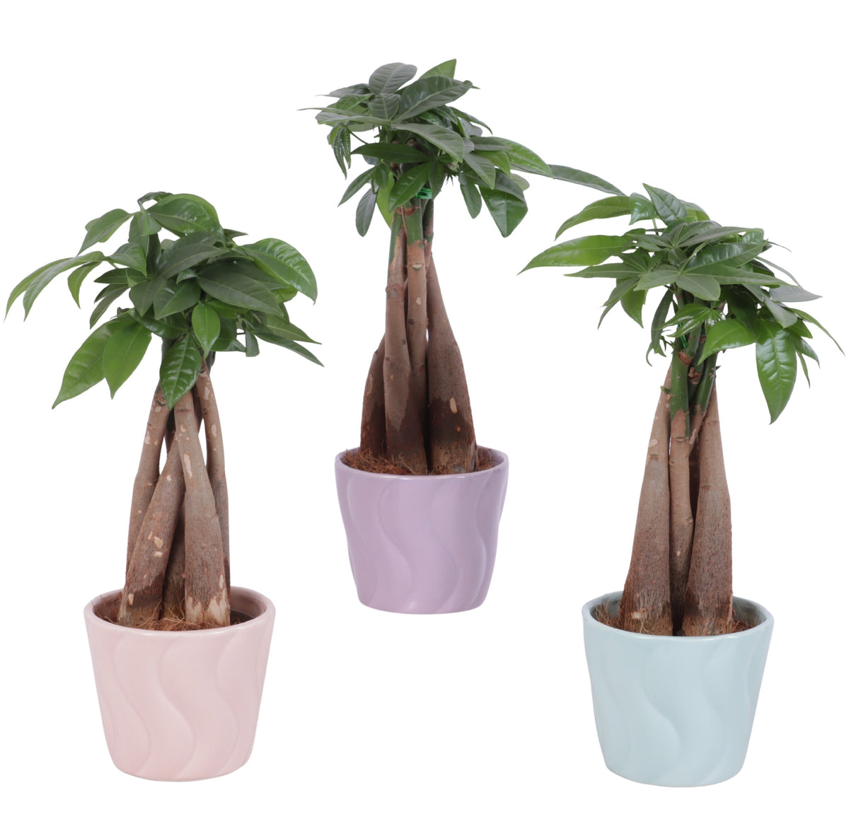 Pachira aquatica 30cm 11cm Pot