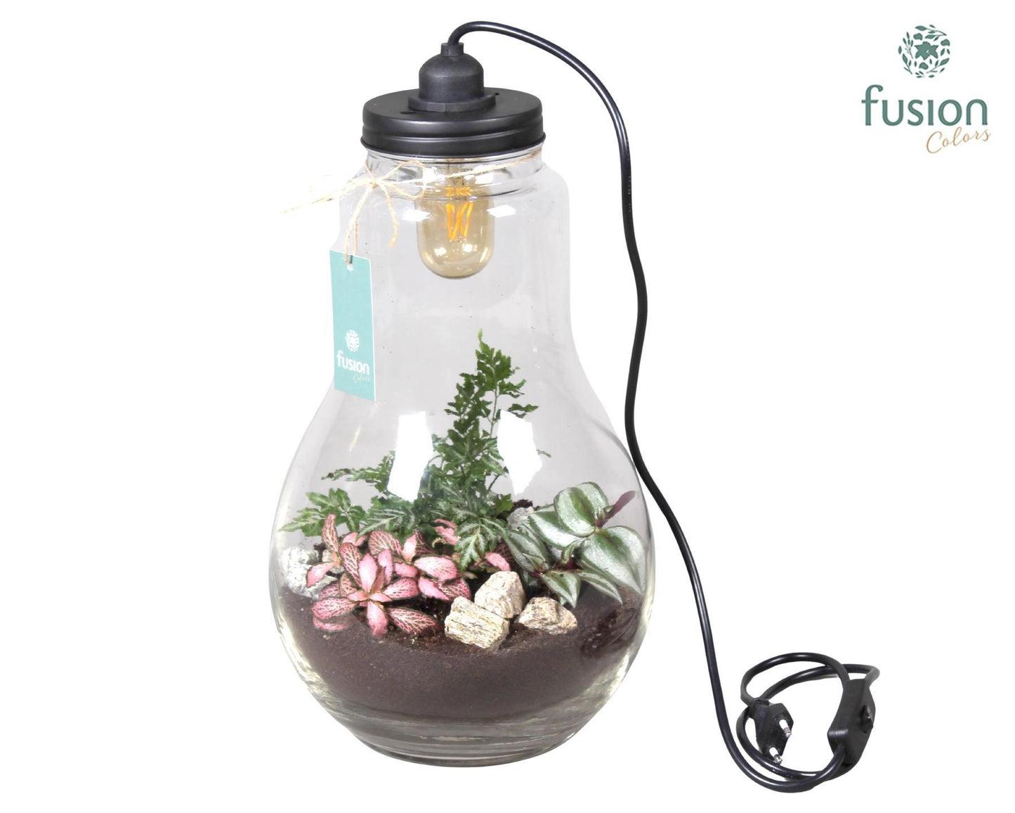 Glas Terrarium XXL helder met verlichting met Arrangement 43cm 24cm Pot
