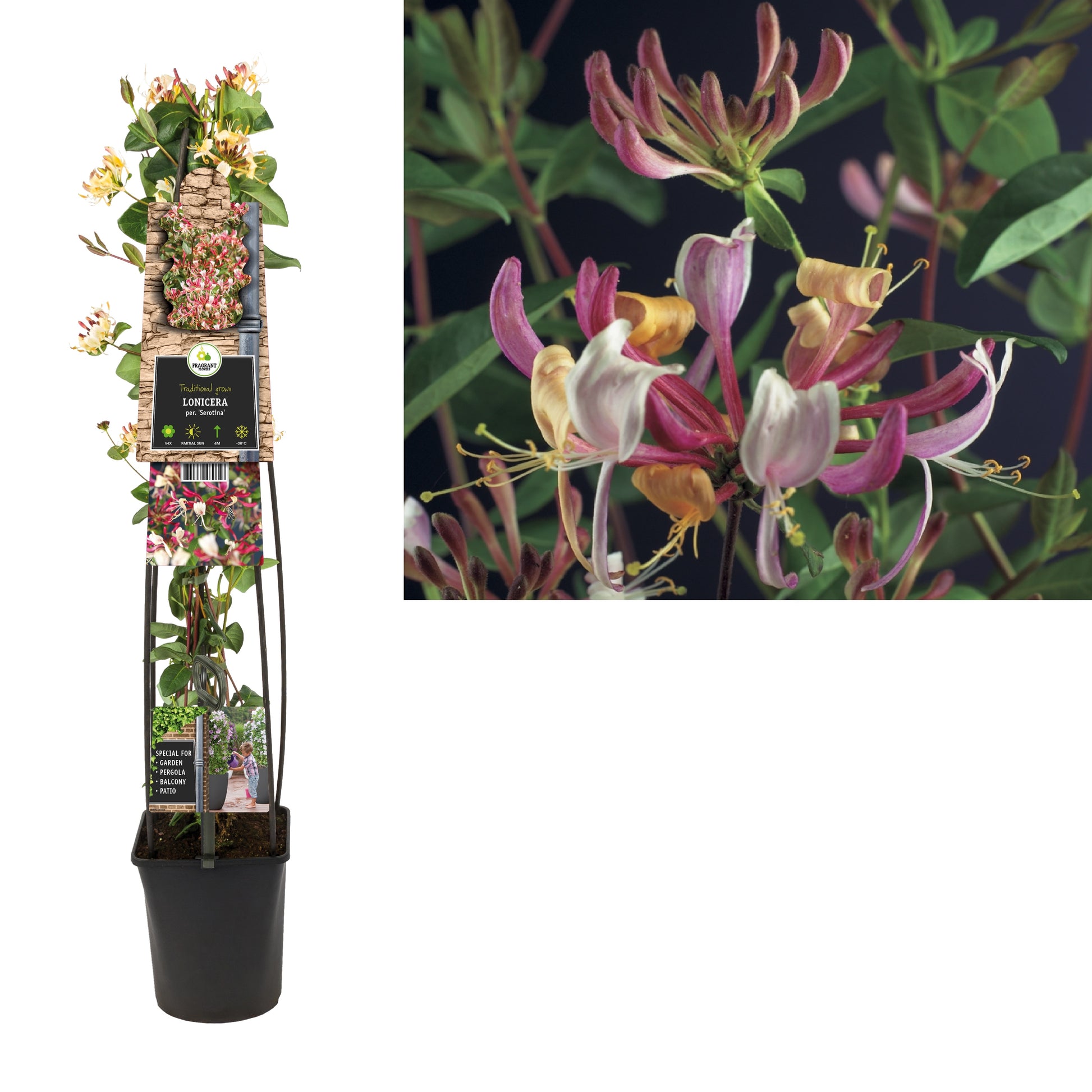 Lonicera Serotina 115cm 23cm Pot