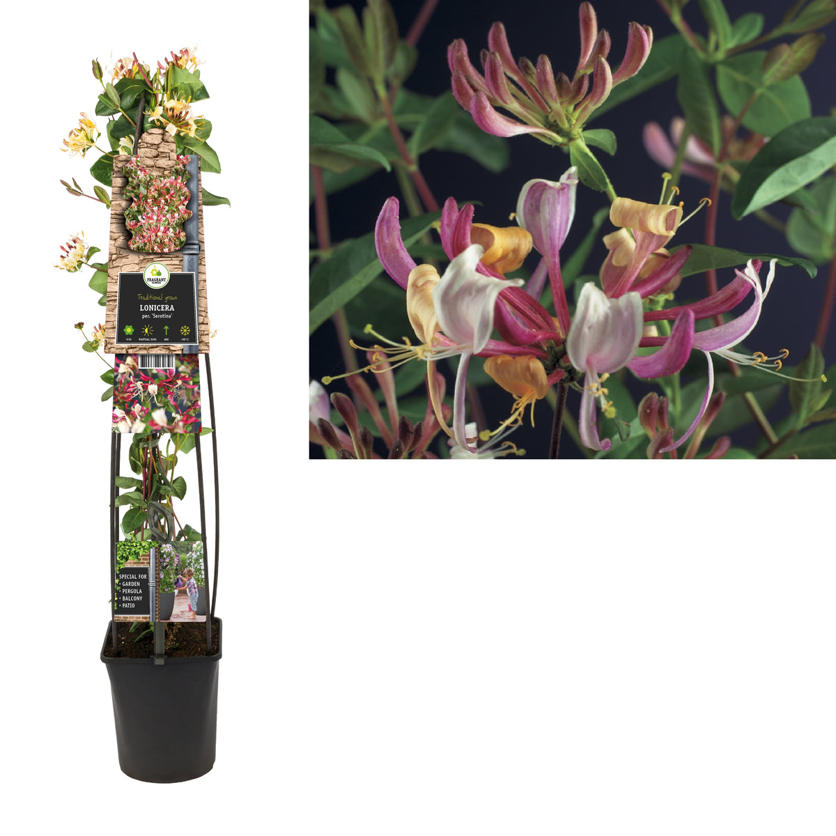 Lonicera Serotina 115cm 23cm Pot