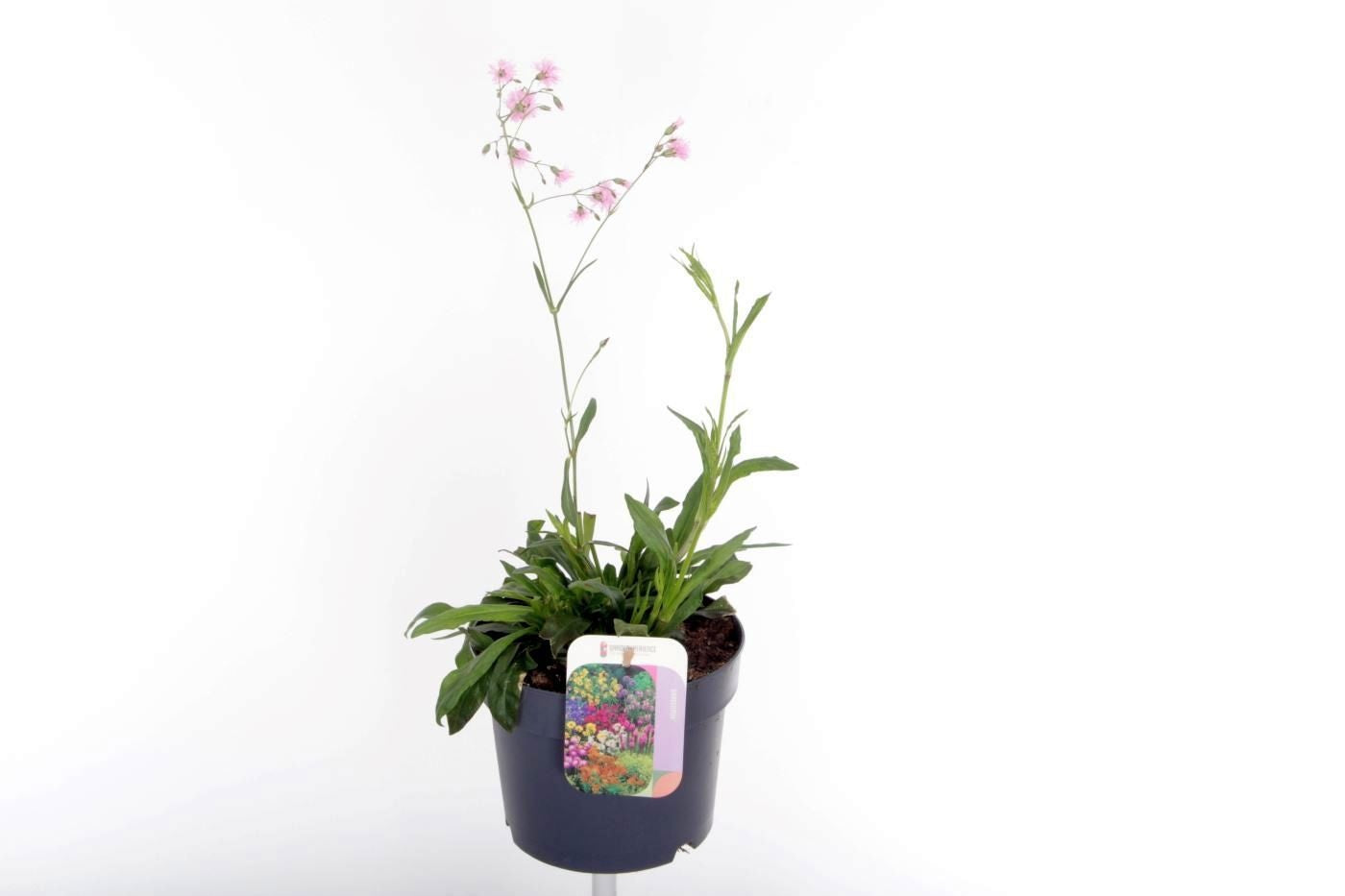 Lychnis 40cm 17cm Pot