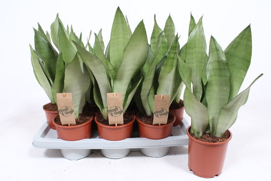Sansevieria Luxe mix 45cm 14cm Pot