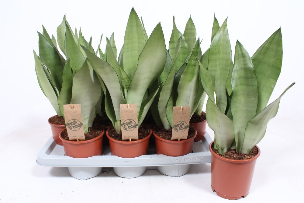 Fachjan BV Sansevieria Moonshine Pack of 7