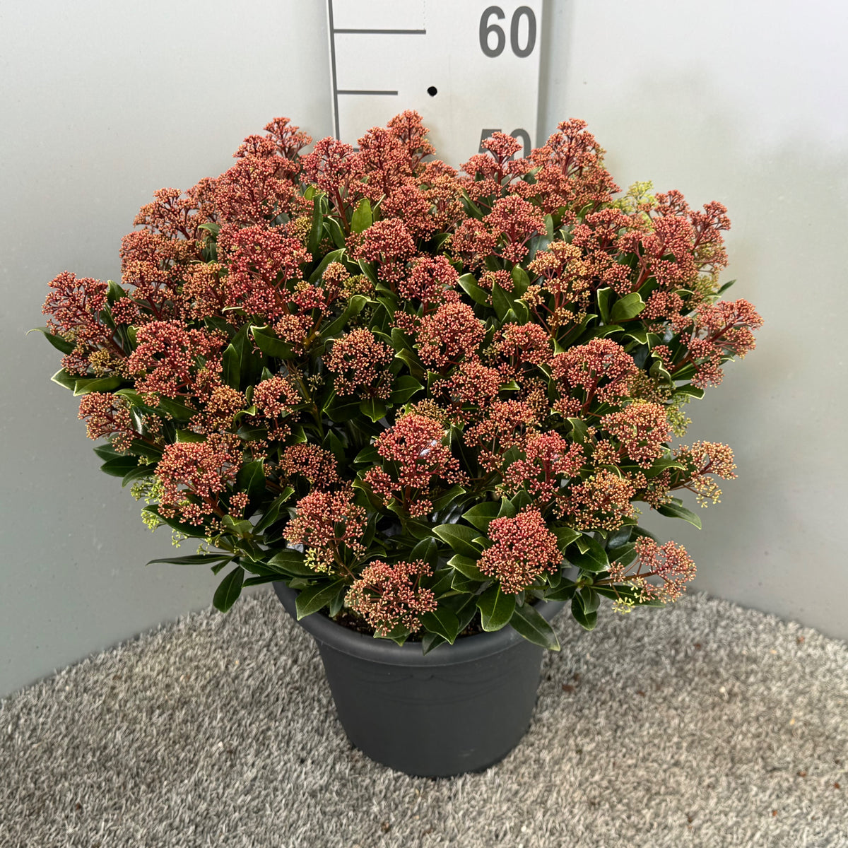 Skimmia japonica Rubesta Jos 60cm 27cm Pot