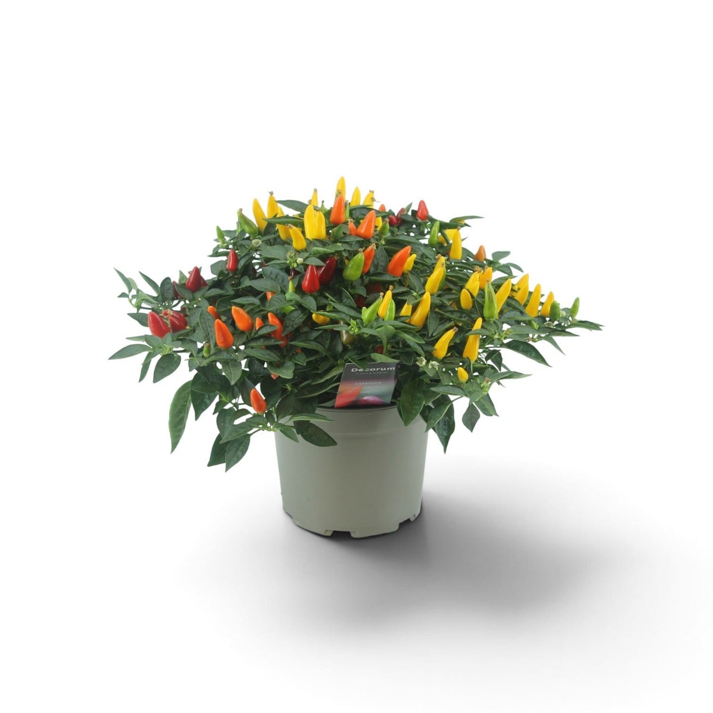 Berg, Firma P. van den Capsicum annuum mix Pack of 6