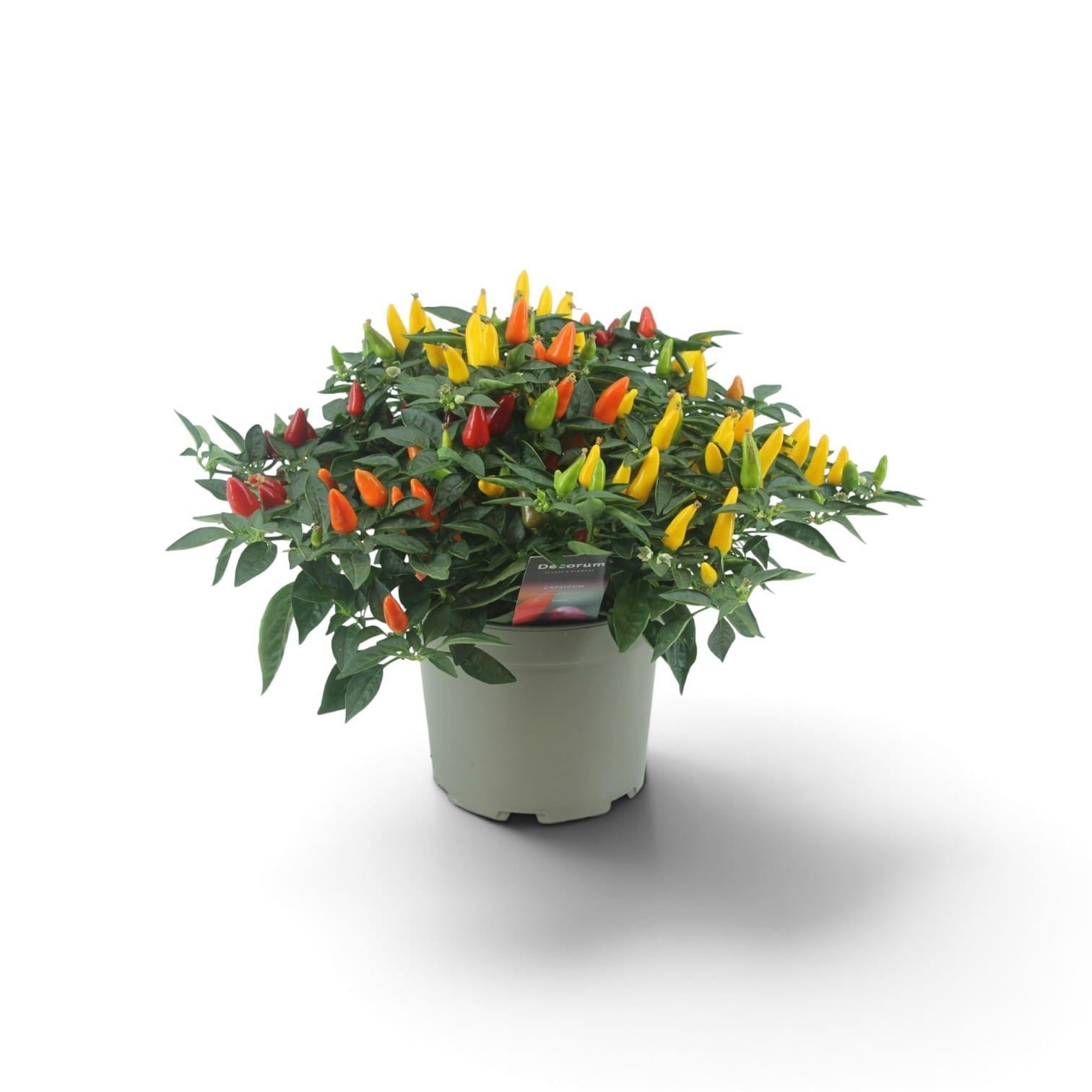 Berg, Firma P. van den Capsicum annuum mix Pack of 6