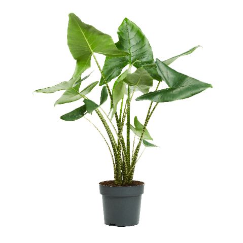 Ichtus Plants Alocasia Zebrina Pack of 1