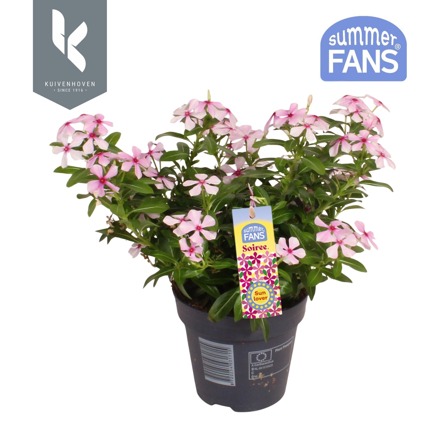 Catharanthus Soirée Hot Pink 22cm 510cm Pot