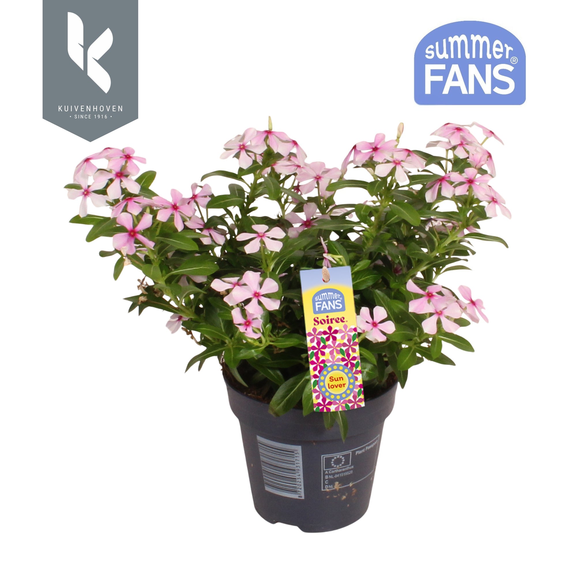 Catharanthus Soirée Hot Pink 22cm 510cm Pot