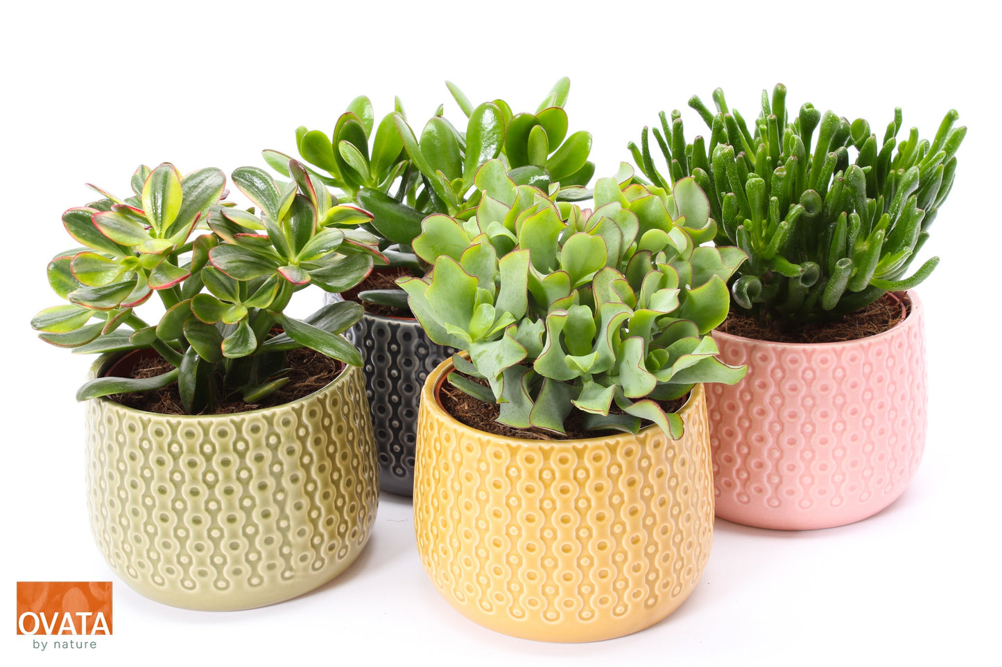 Crassula mix 15cm 15cm Pot