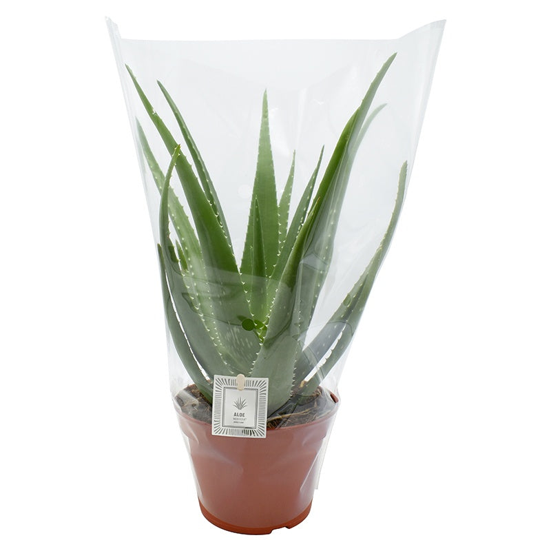 Amigo Plant VOF Aloe Mistral Pack of 4
