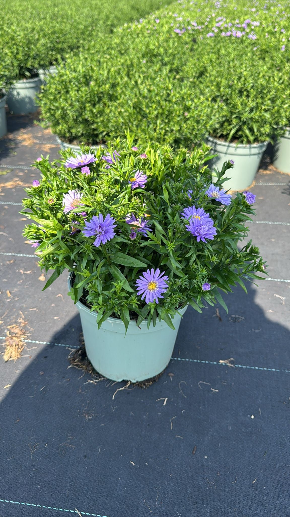 Aster nb. Believe Purple 50cm 19cm Pot
