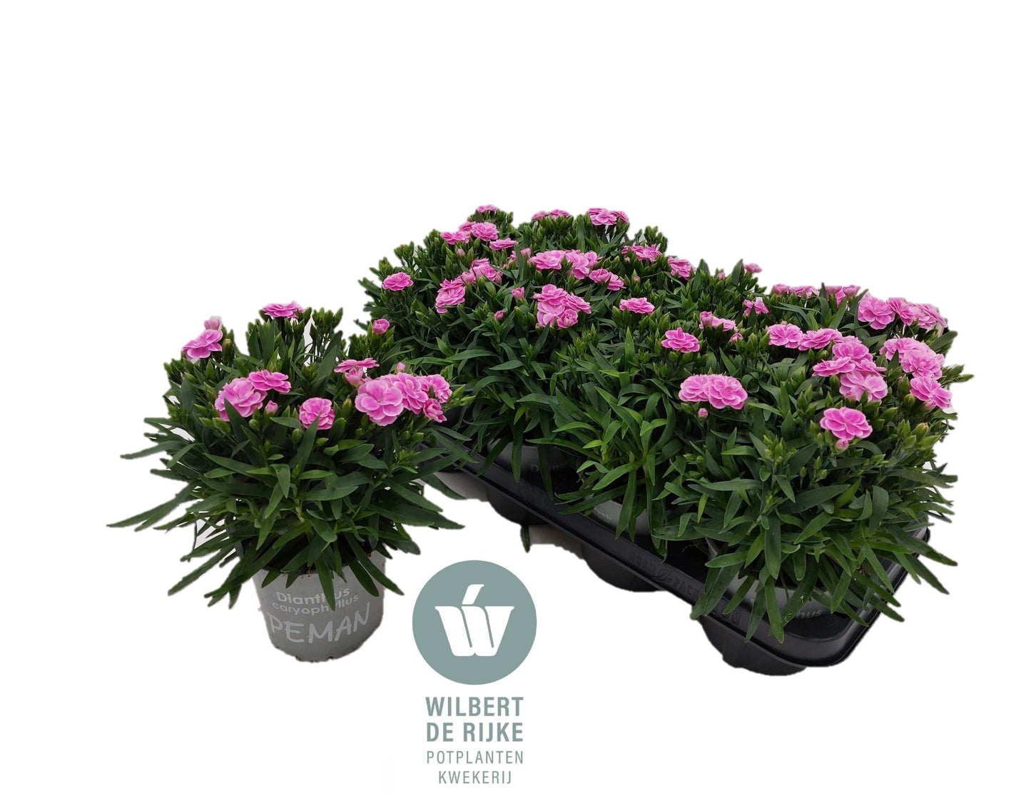 Dianthus Peman Fancy lilac 25cm 12cm Pot