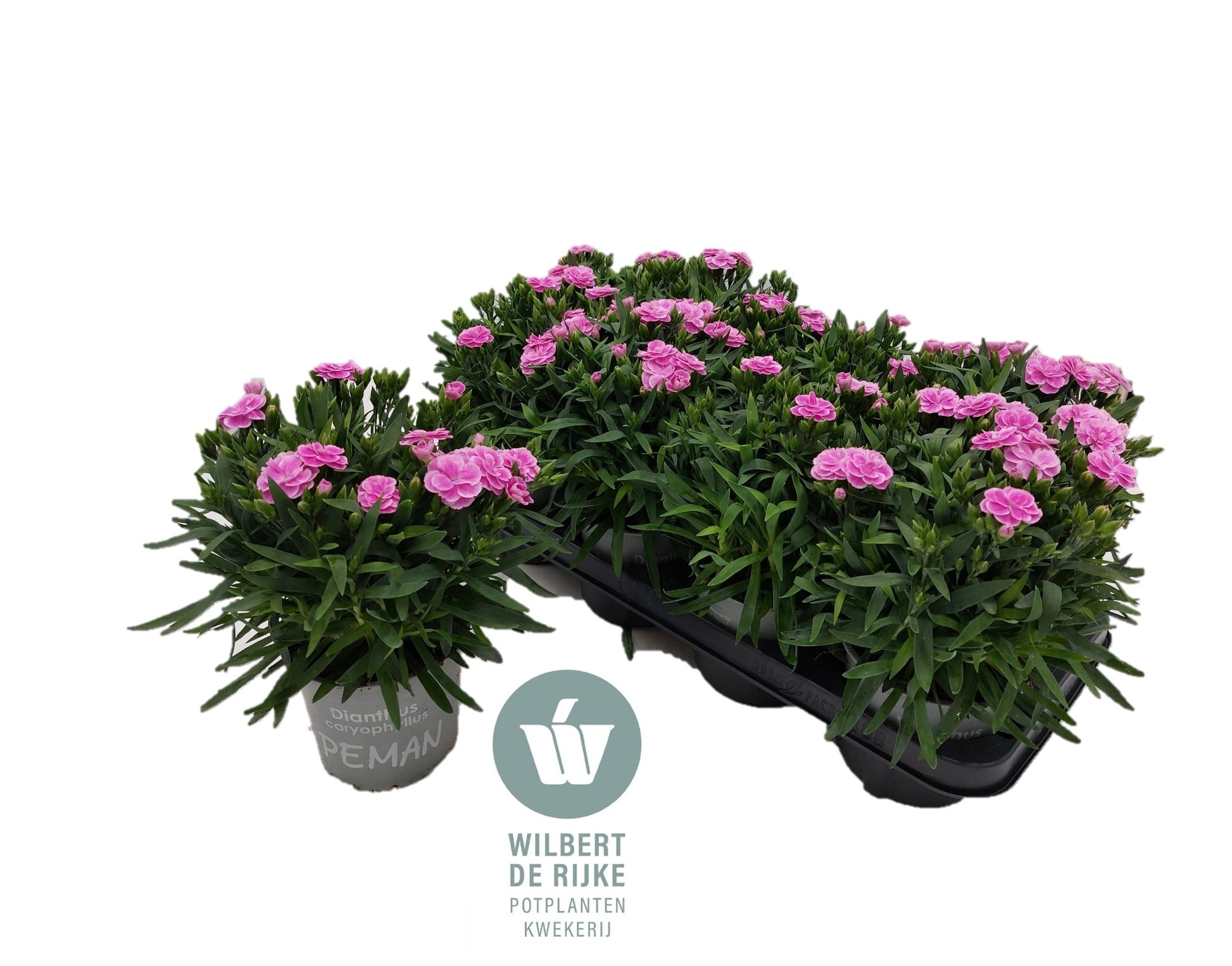 Dianthus Peman Fancy lilac 25cm 12cm Pot
