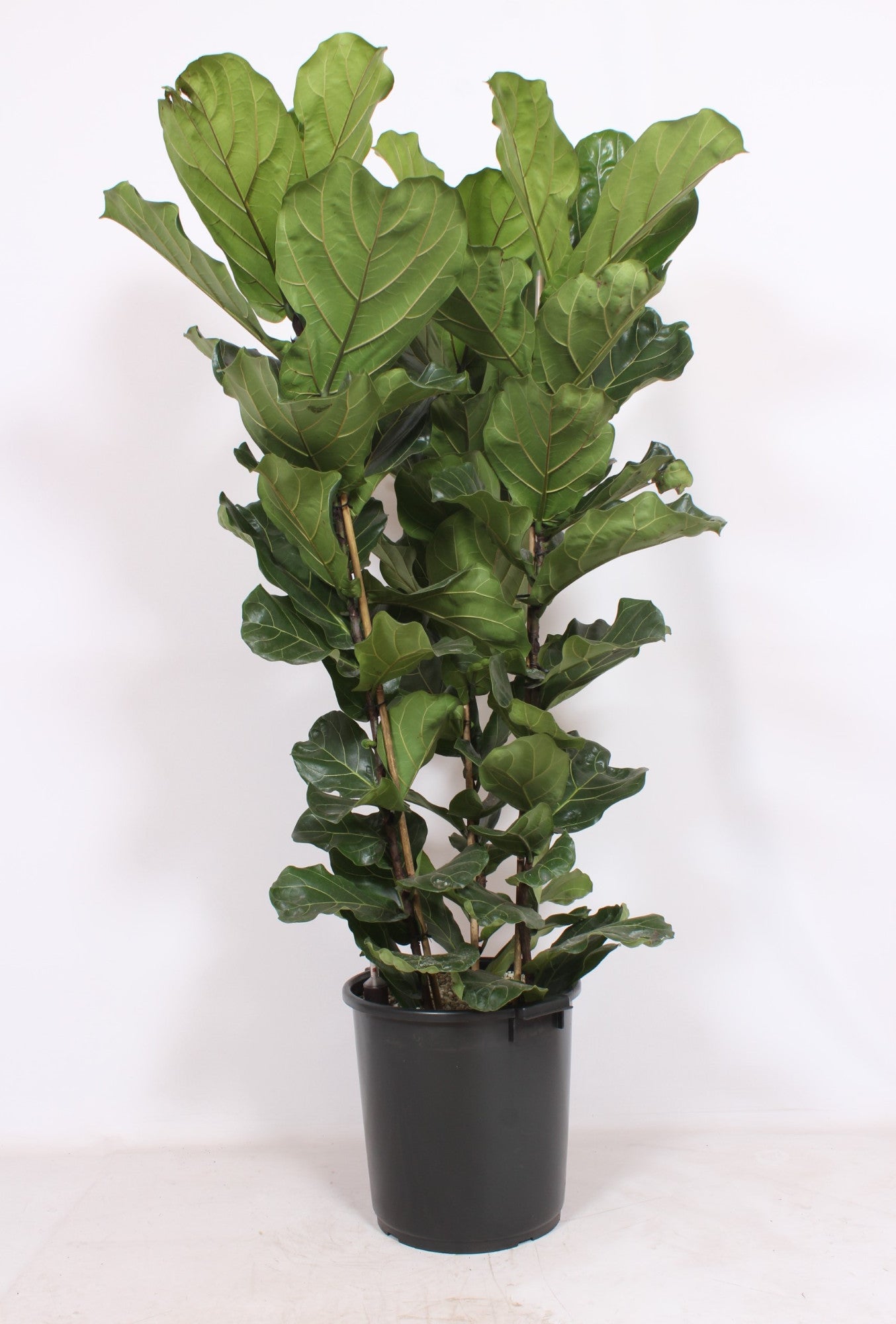 Ficus lyrata 180cm 40cm Pot