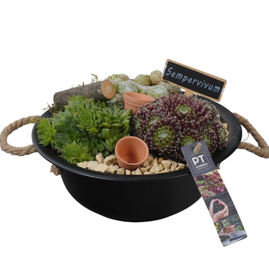 arr. Sempervivum 15cm 24cm Pot