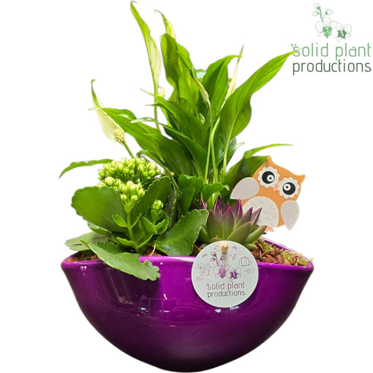 Solid Plant Productions SE005 Evelyn Purple Echeveria Pack of 4