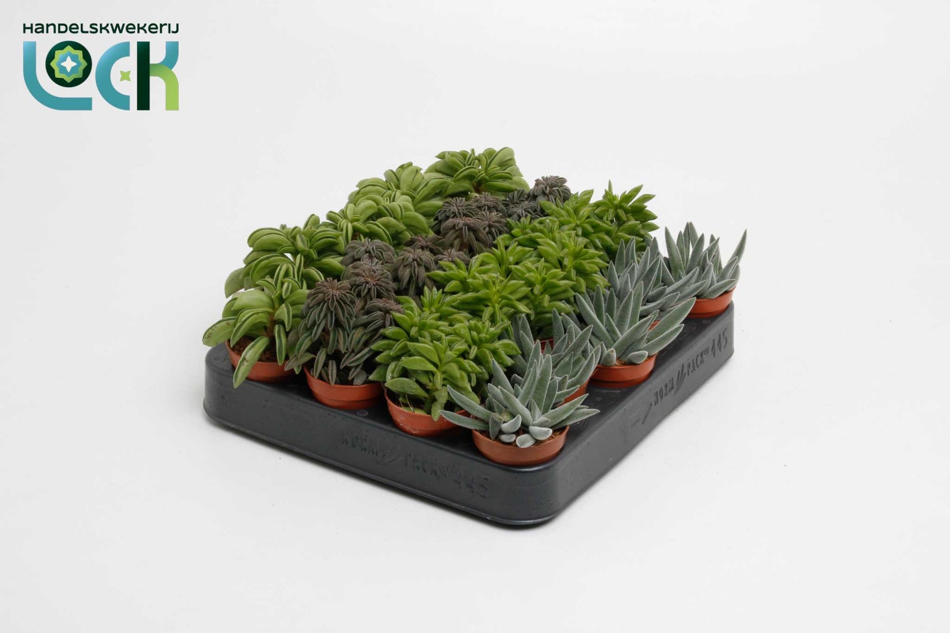 Lock, Handelskwekerij Peperomia mix Pack of 20