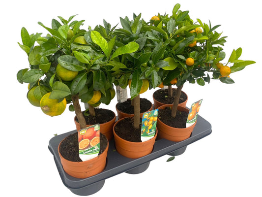 Citrus microcarpa 45cm 15cm Pot