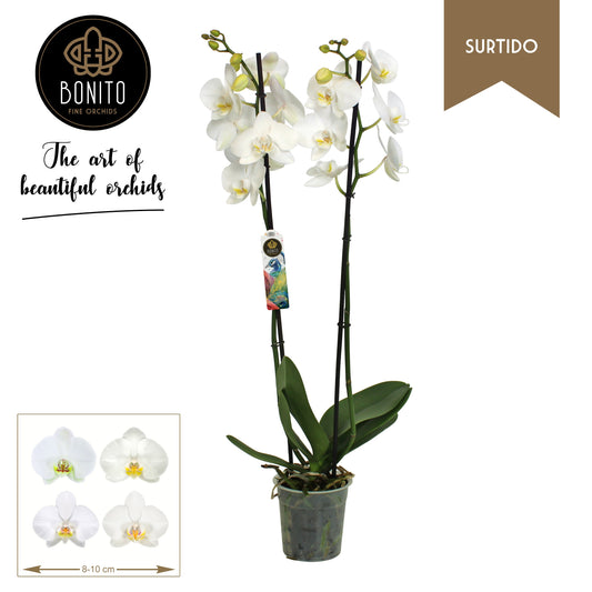 Phalaenopsis white 55cm 12cm Pot
