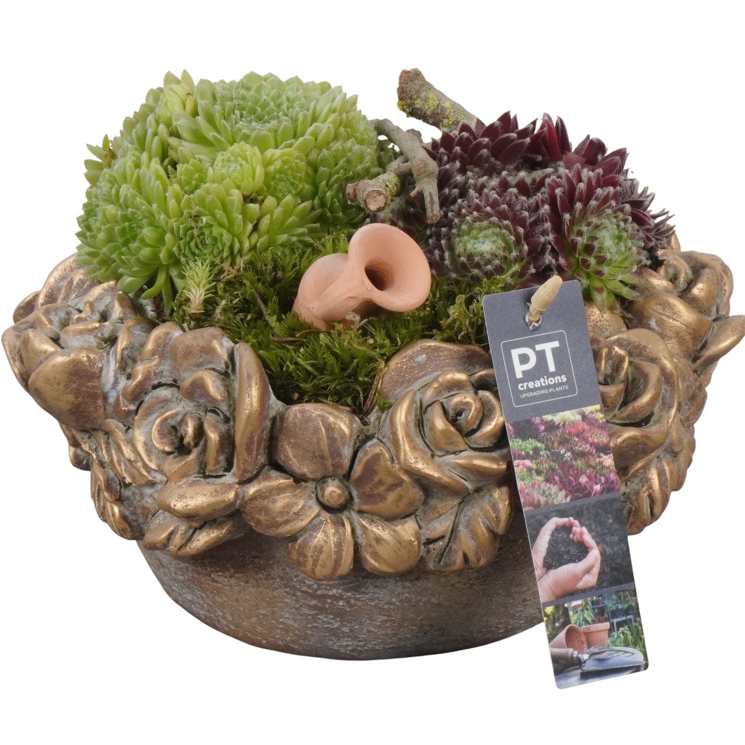 arr. Sempervivum 17cm 22cm Pot