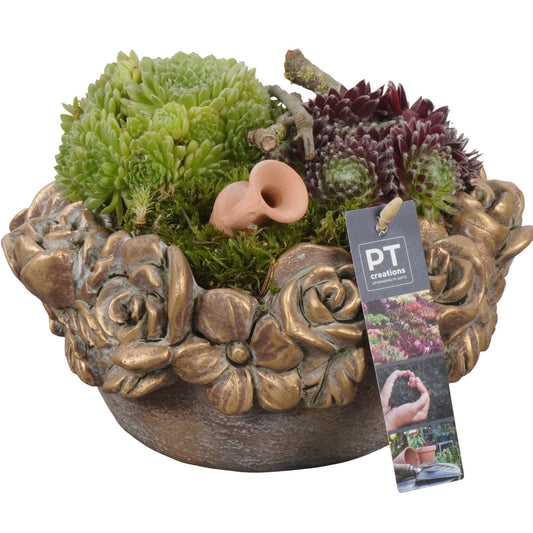 arr. Sempervivum 17cm 22cm Pot