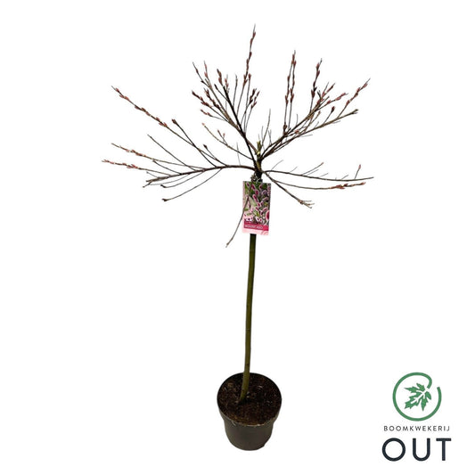 Salix gracilistyla Mount Aso 130cm 23cm Pot