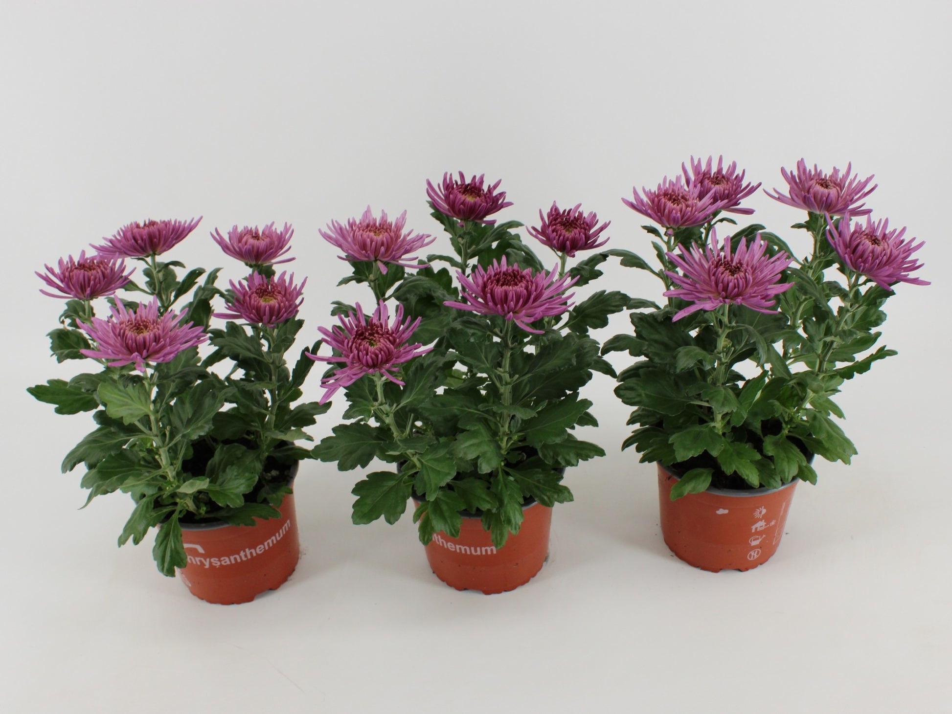 Chrysanthemum Anastasia Lilac 35cm 15cm Pot