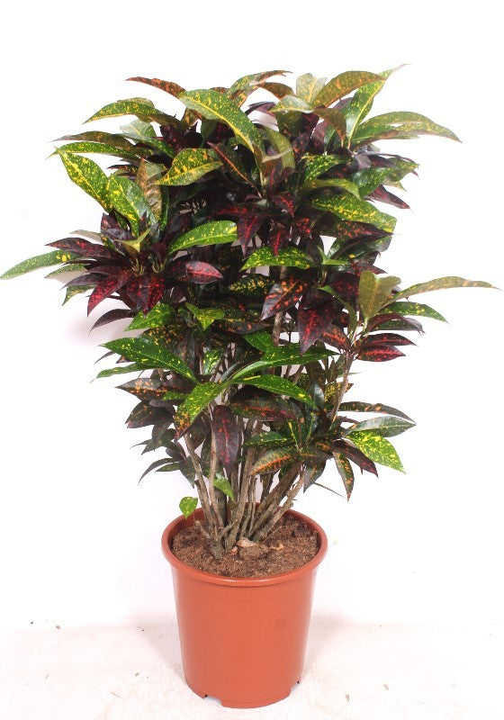 Codiaeum variegatum 110cm 27cm Pot