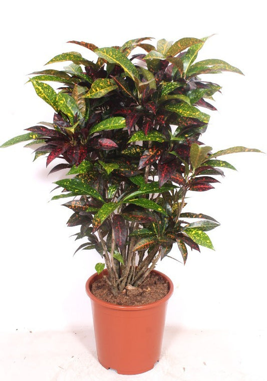 Codiaeum variegatum 110cm 27cm Pot