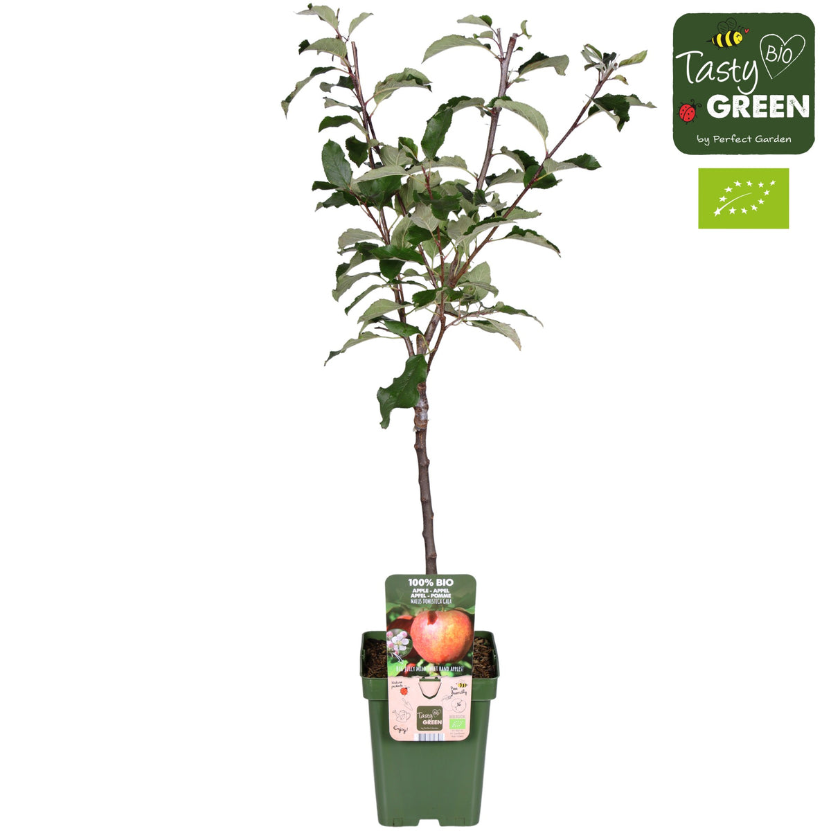 Malus domestica (Apple) Double U 100cm 23cm Pot