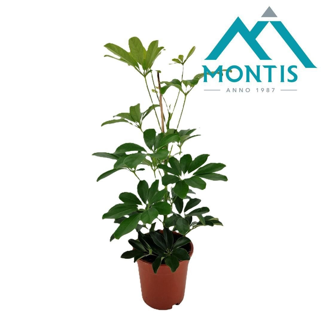 Schefflera Compacta 55cm 17cm Pot