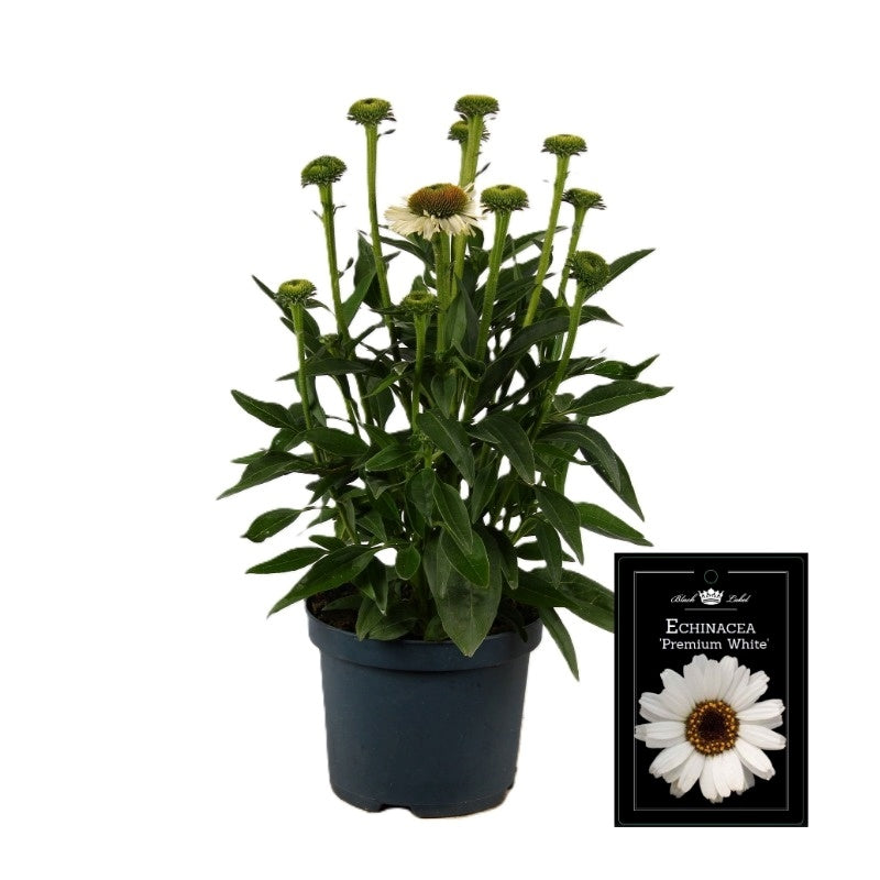 Echinacea pur. White Meditation 50cm 19cm Pot