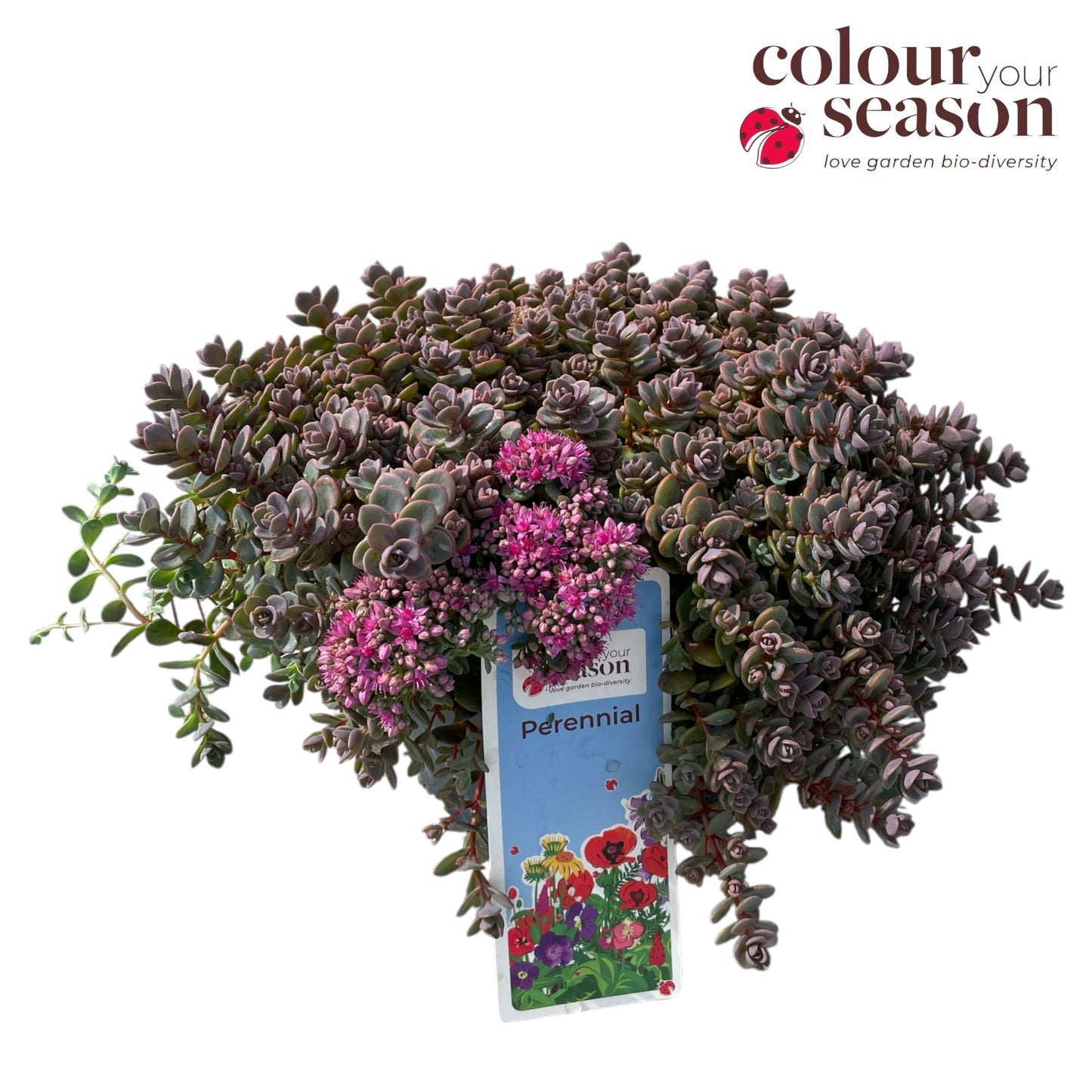 Sedum Lidakense 40cm 19cm Pot