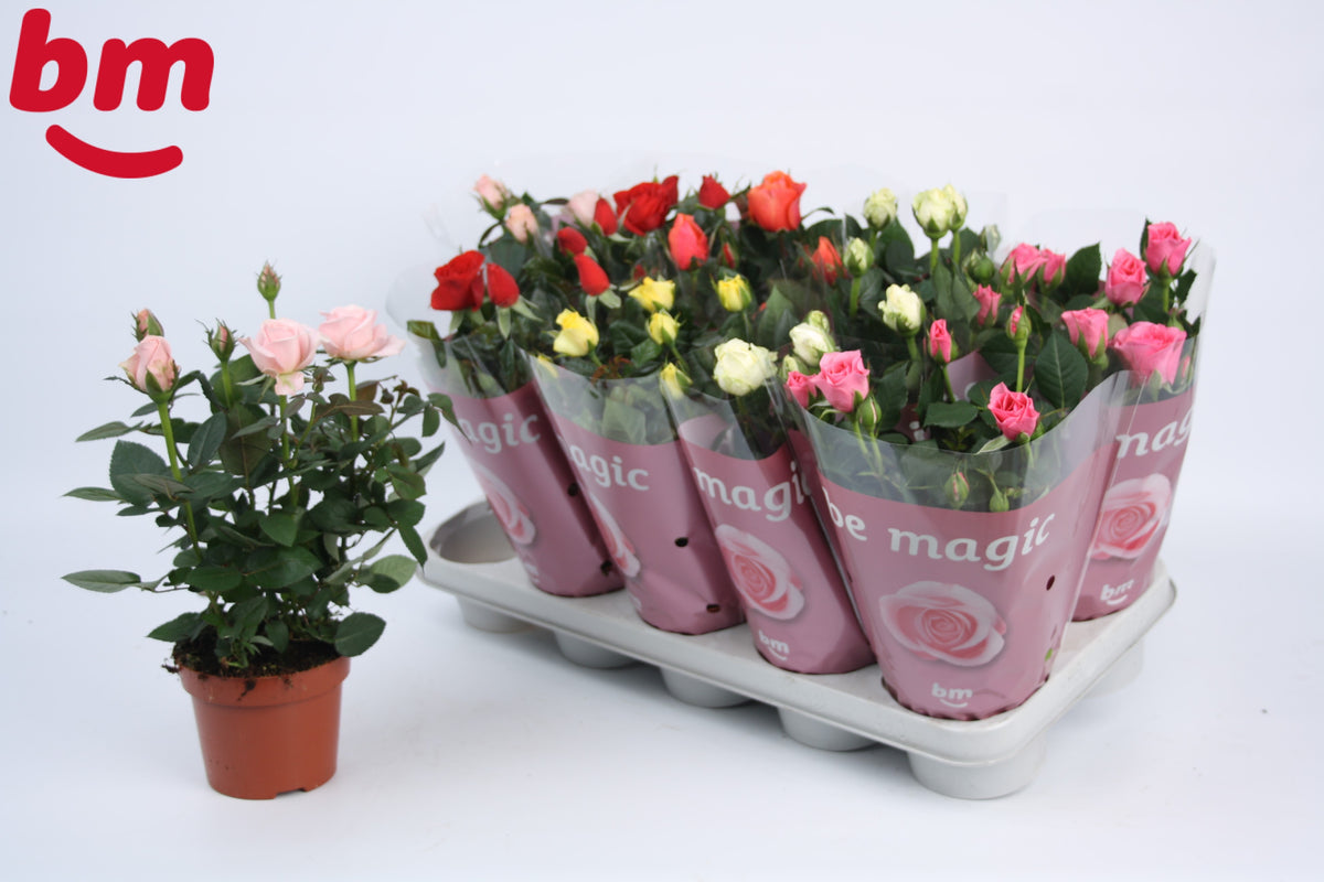 Rosa Beau Monde mix 28cm 12cm Pot