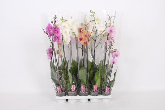 Phalaenopsis mix 80cm 12cm Pot