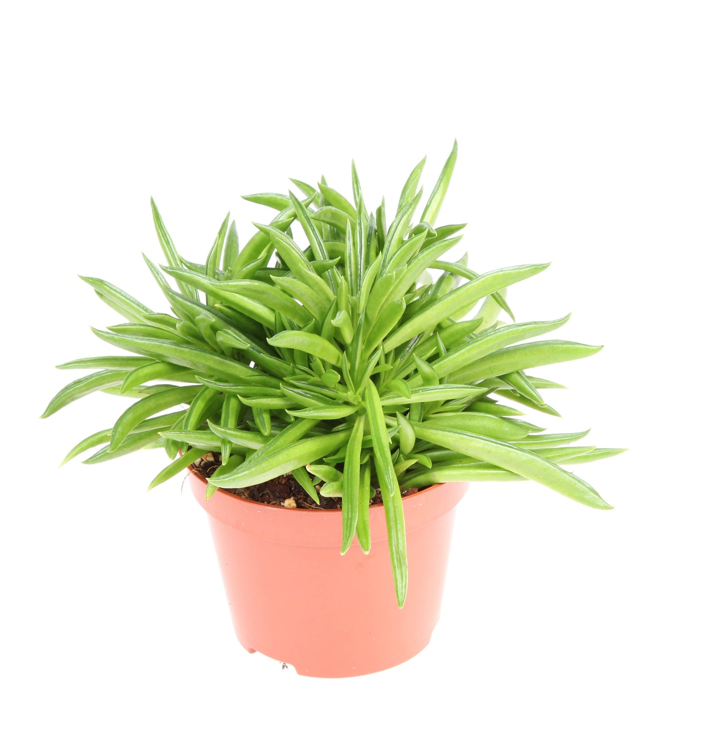 Euro Cactus Holland Bv Peperomia Happy Bean Pack of 10