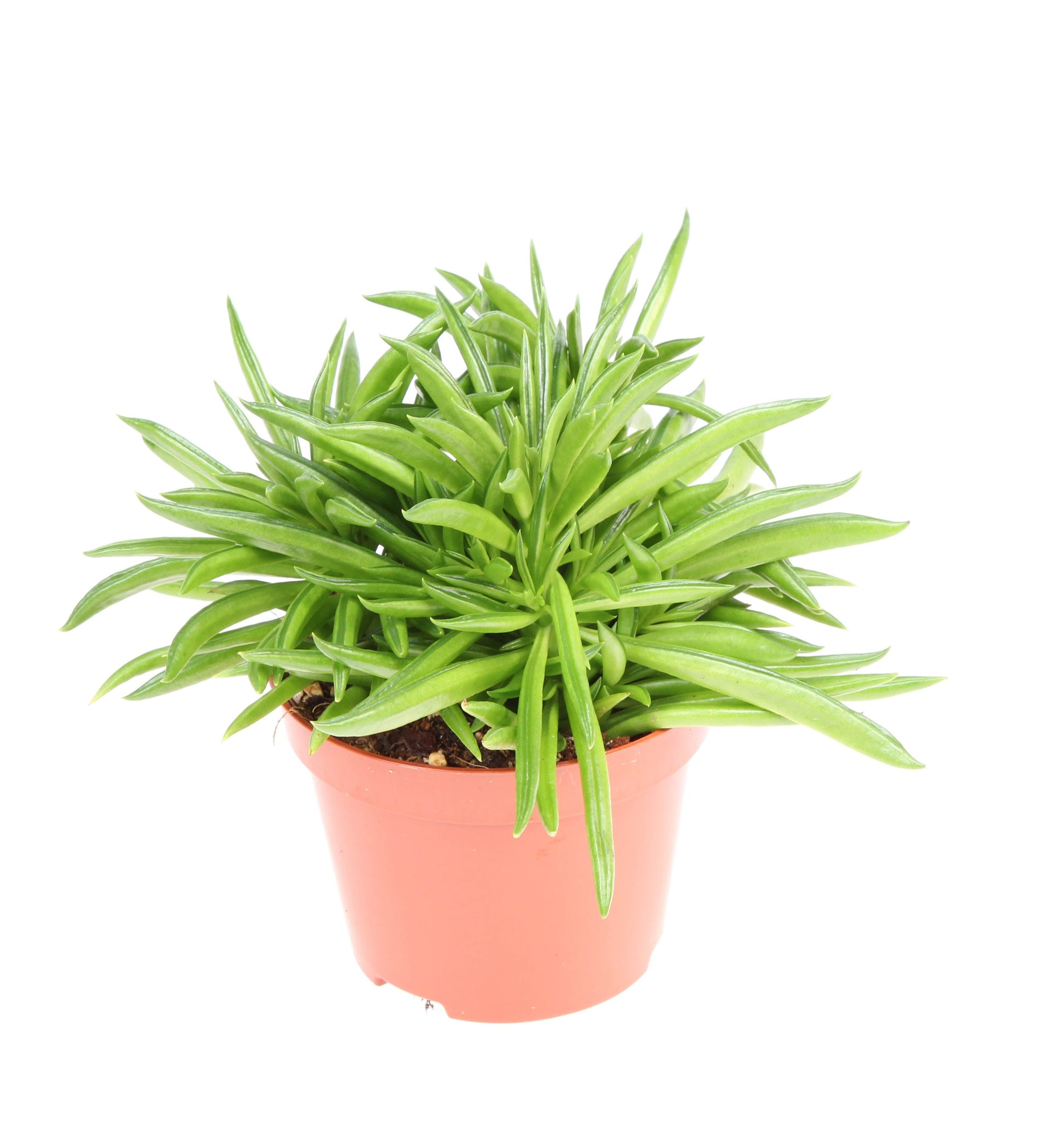 Euro Cactus Holland Bv Peperomia Happy Bean Pack of 10