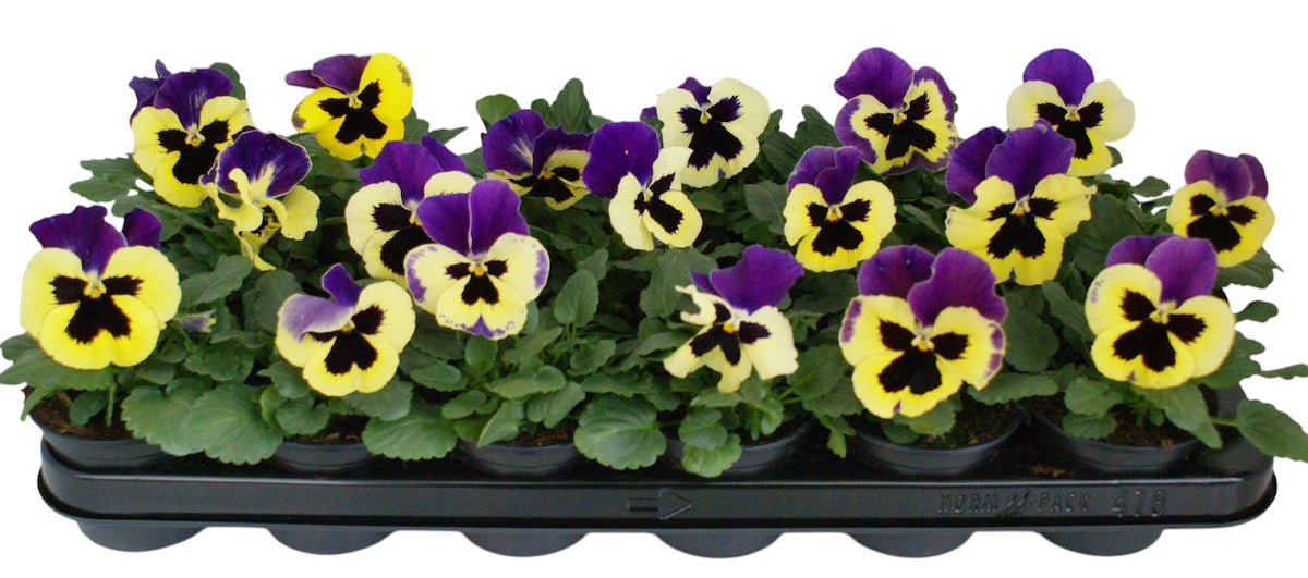 Zuidbaak Honselersdijk Viola Delta Yellow with Purple Wing Pack of 18