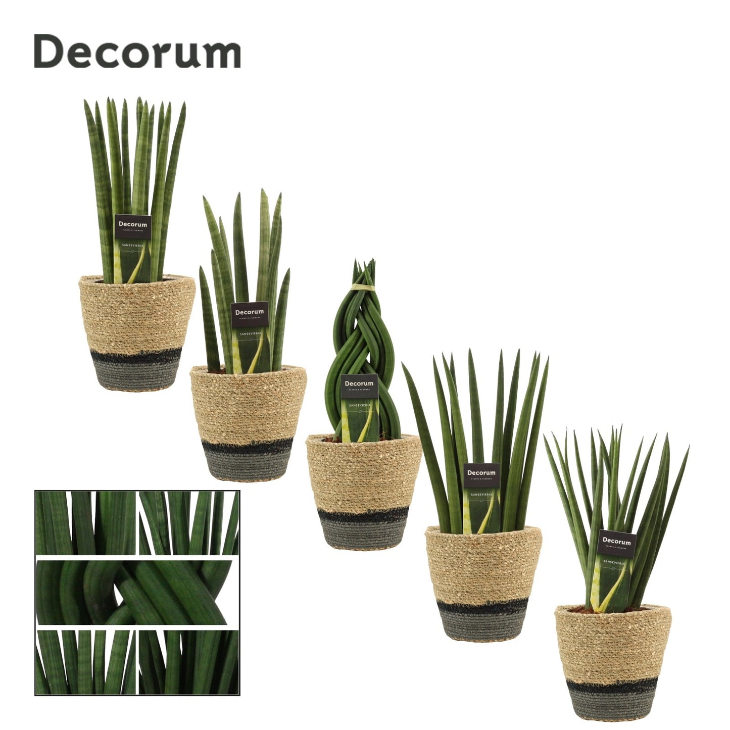 Sansevieria cylindrica 35cm 12cm Pot